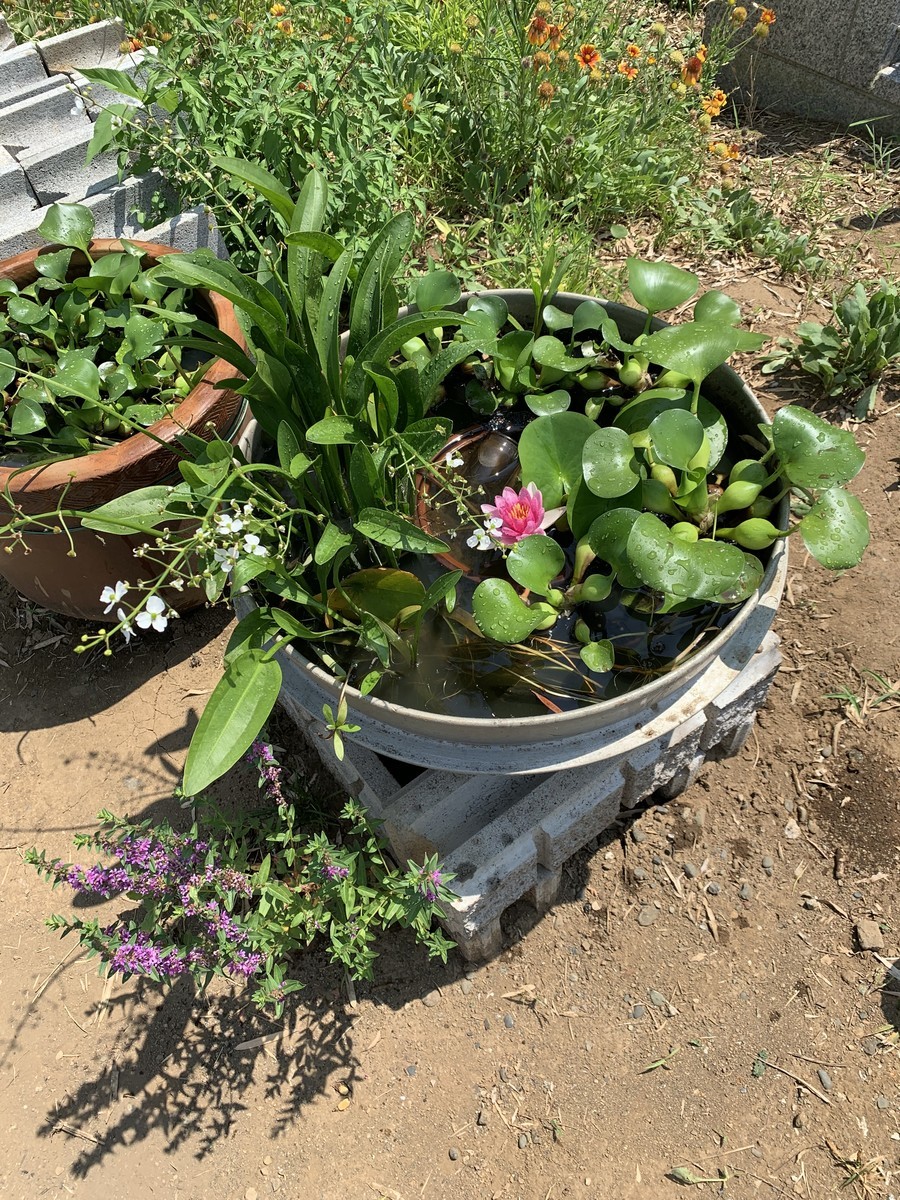 f:id:dohgen:20190810203336j:plain