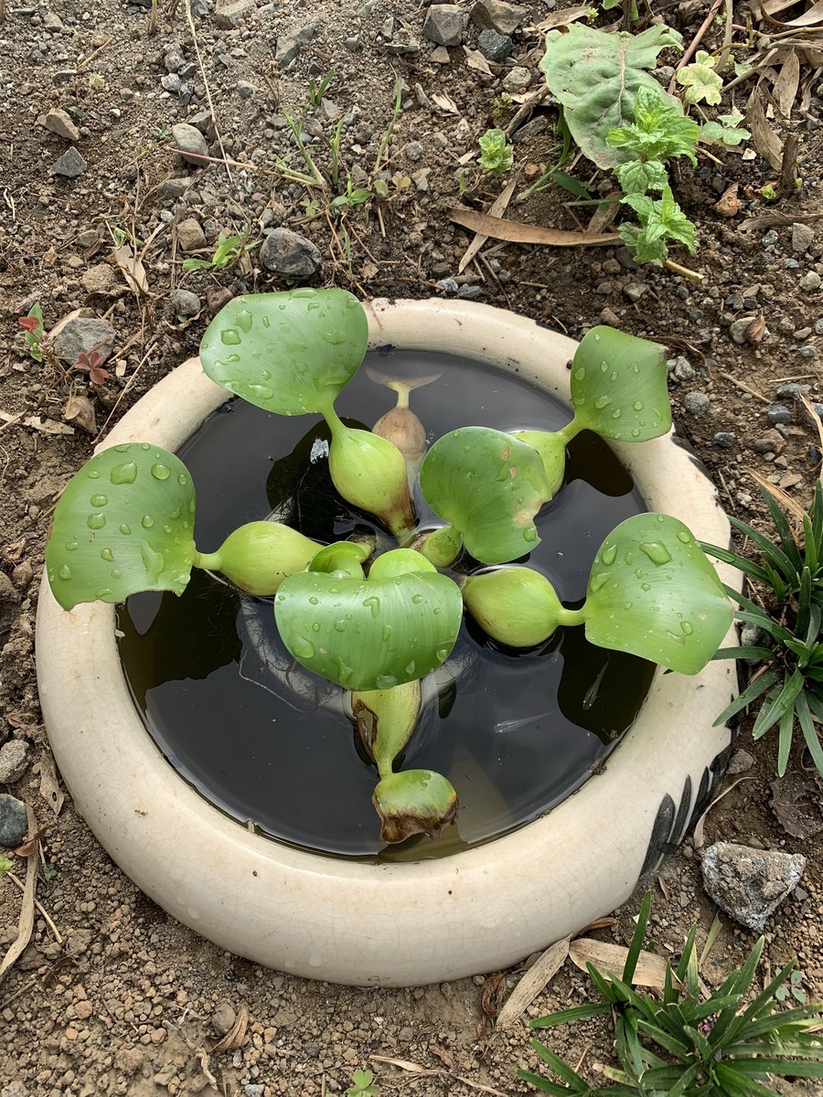 f:id:dohgen:20190903081727j:plain f:id:dohgen:20190903081727j:plain