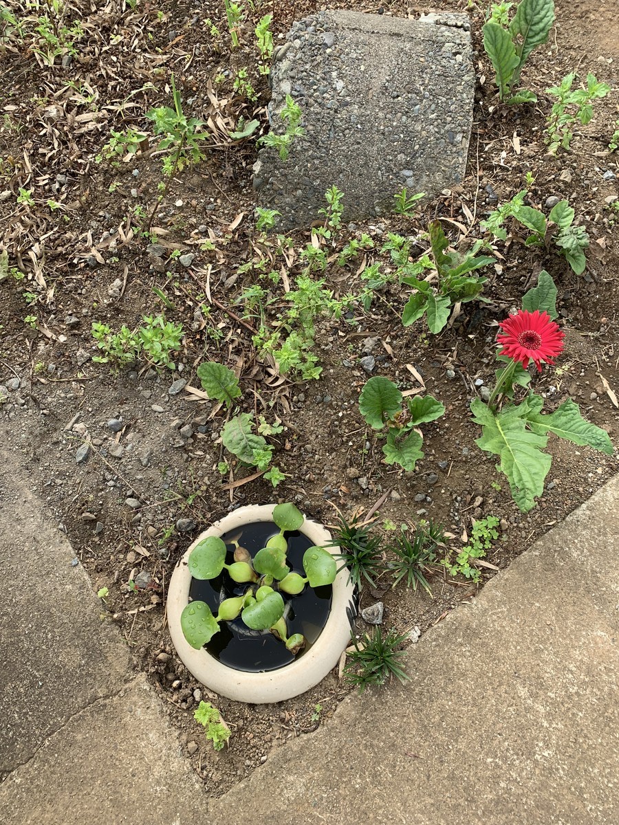 f:id:dohgen:20190904091439j:plain f:id:dohgen:20190904091439j:plain