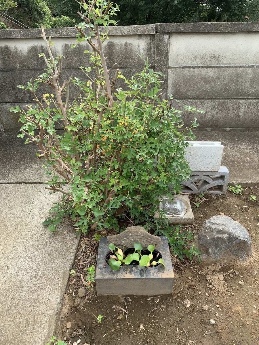 f:id:dohgen:20190904092104j:plain f:id:dohgen:20190904092104j:plain