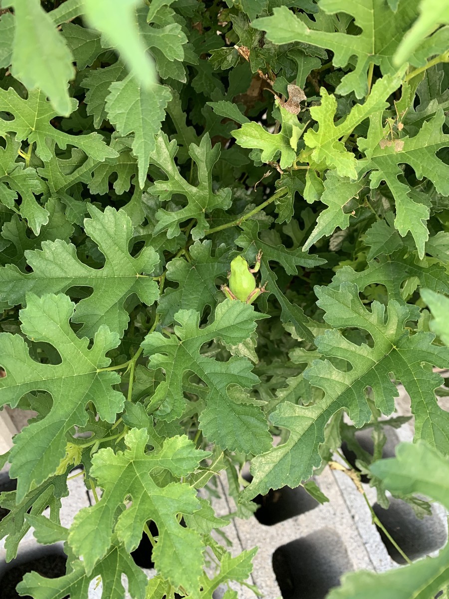 f:id:dohgen:20191001154010j:plain