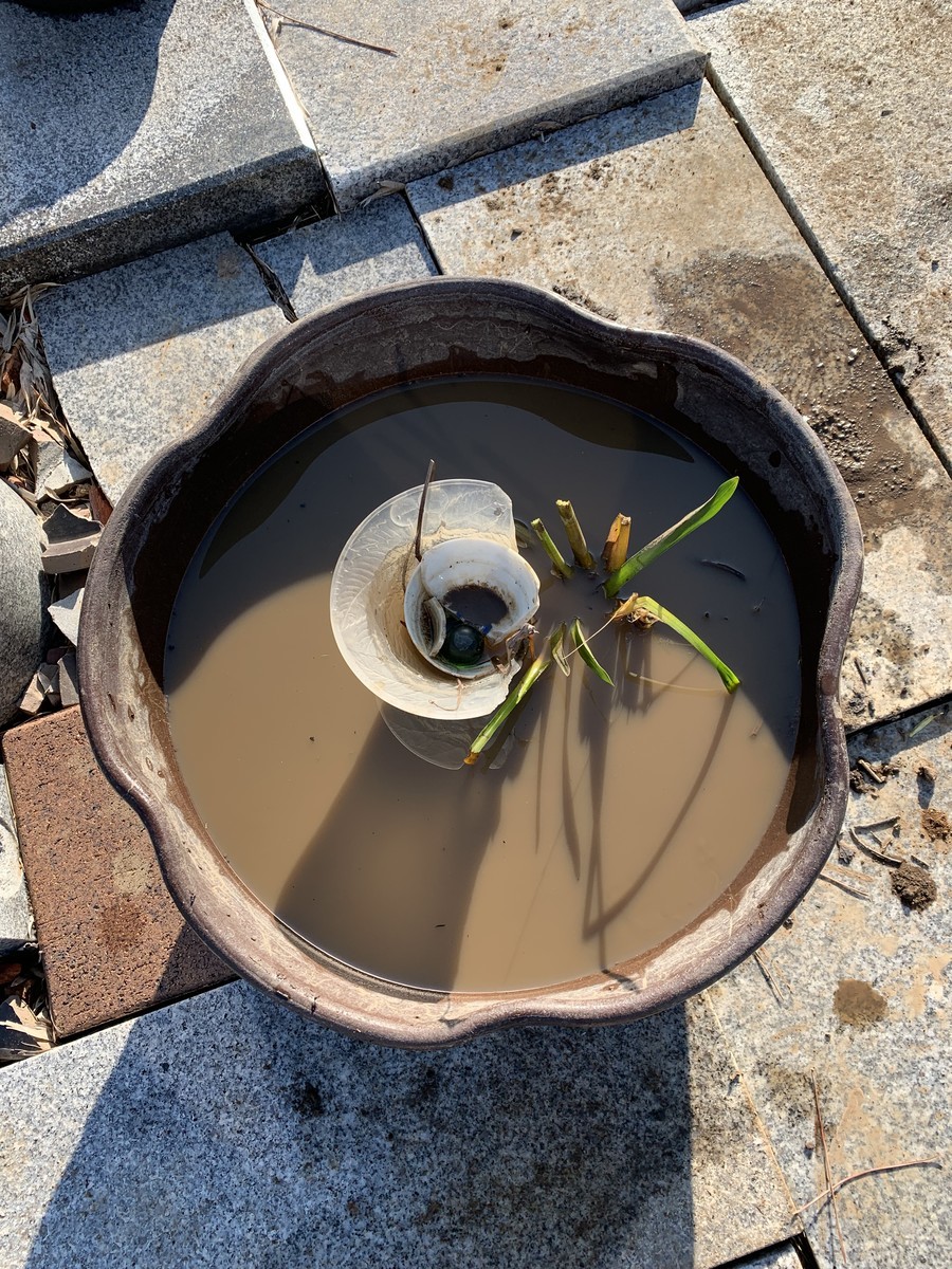 f:id:dohgen:20191110152409j:plain