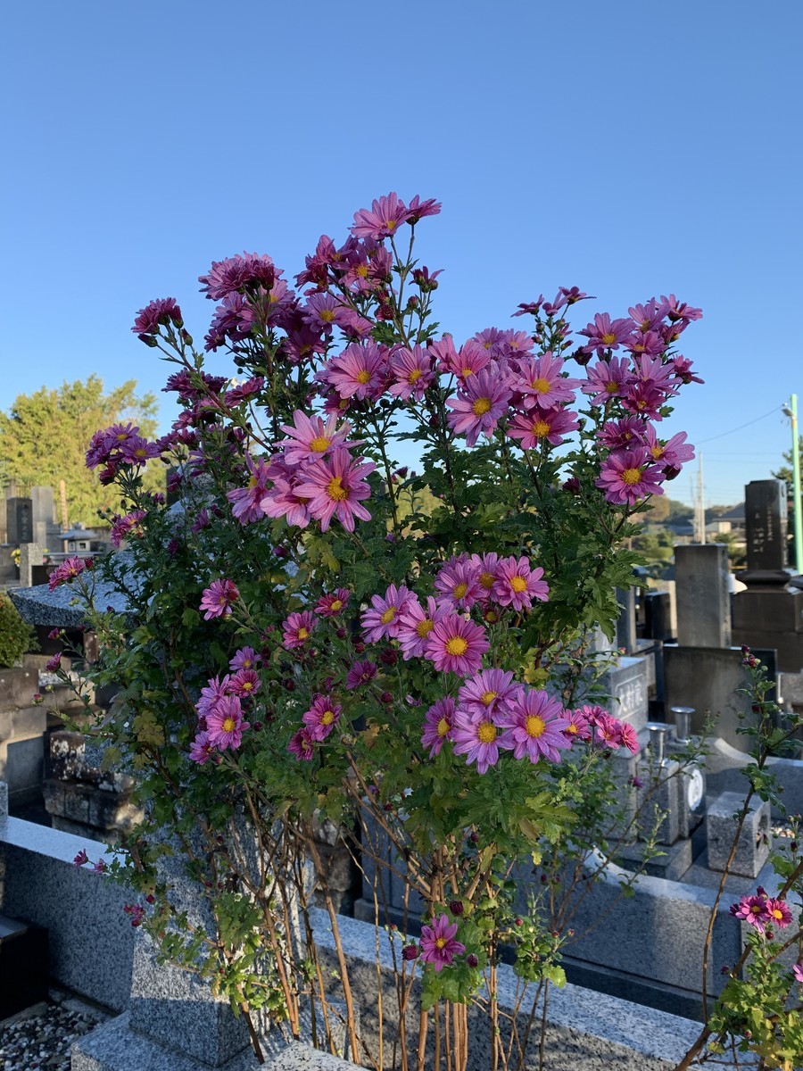 f:id:dohgen:20191112132207j:plain