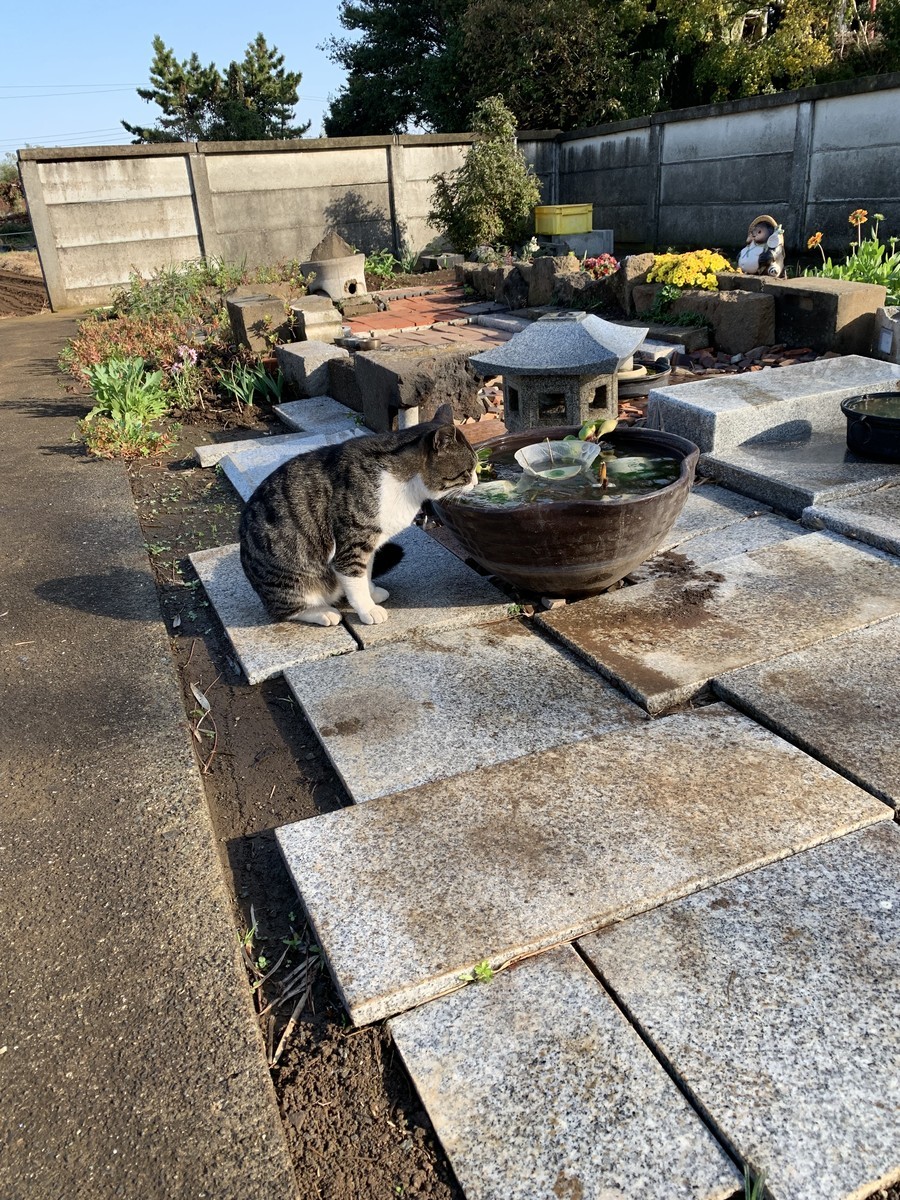f:id:dohgen:20191118130844j:plain