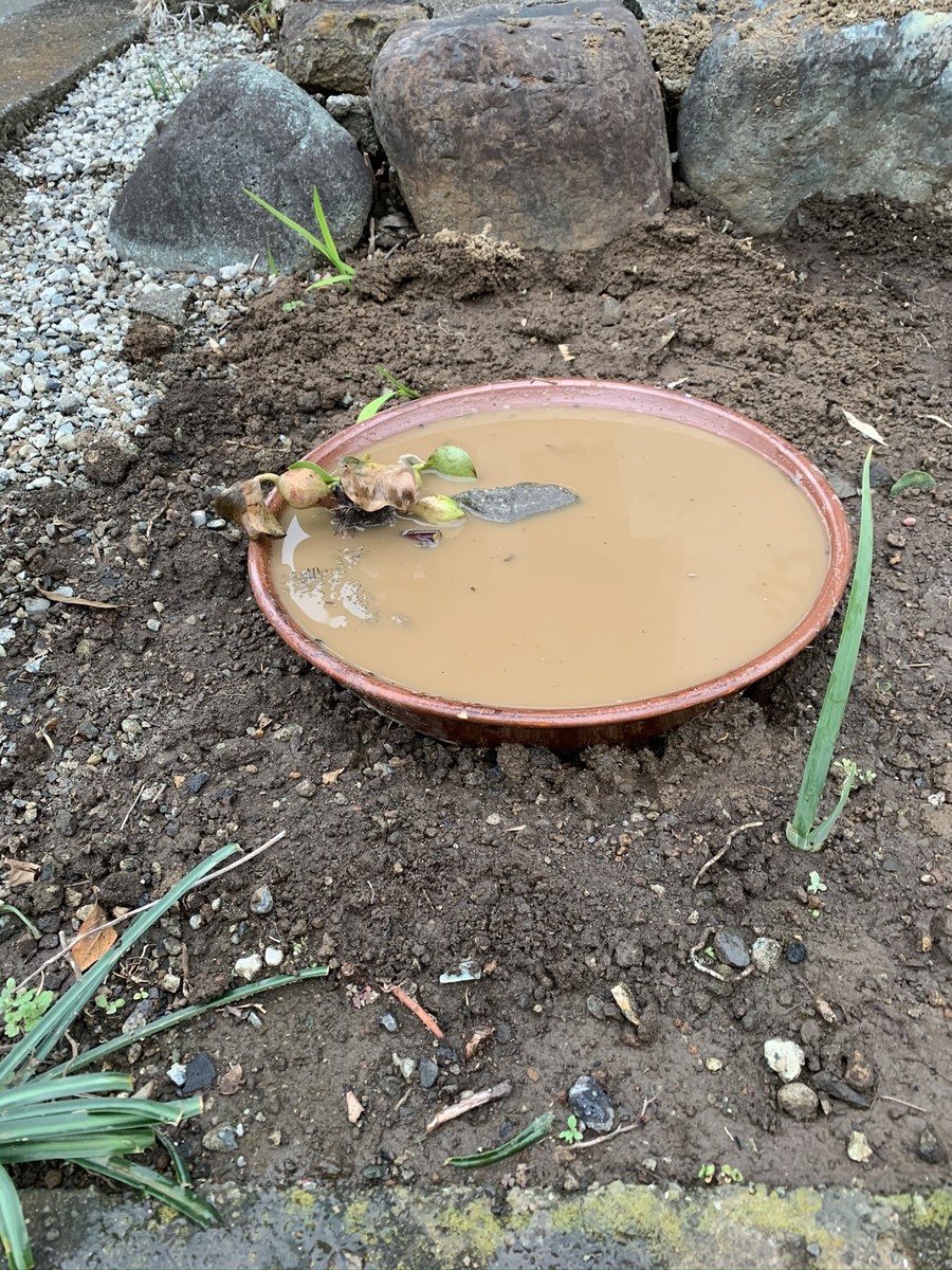 f:id:dohgen:20191211160641j:plain
