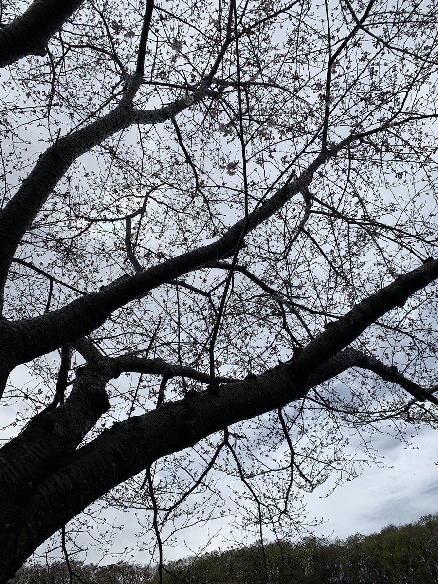 f:id:dohgen:20200330085412j:plain