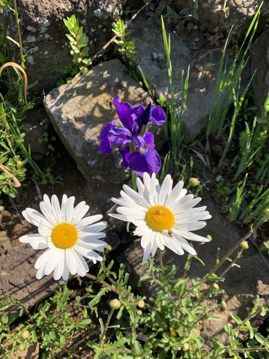 f:id:dohgen:20200425083207j:plain f:id:dohgen:20200425083207j:plain