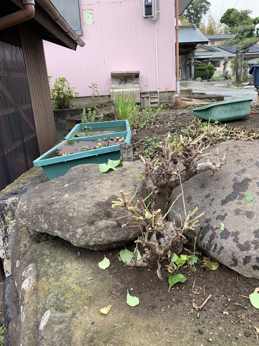 f:id:dohgen:20200521170504j:plain
