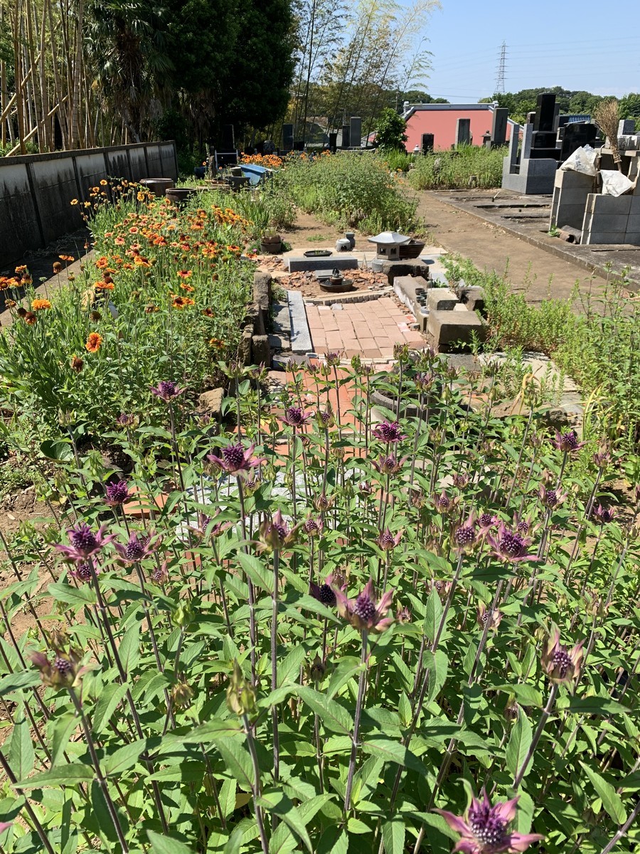 f:id:dohgen:20200529110208j:plain f:id:dohgen:20200529110208j:plain