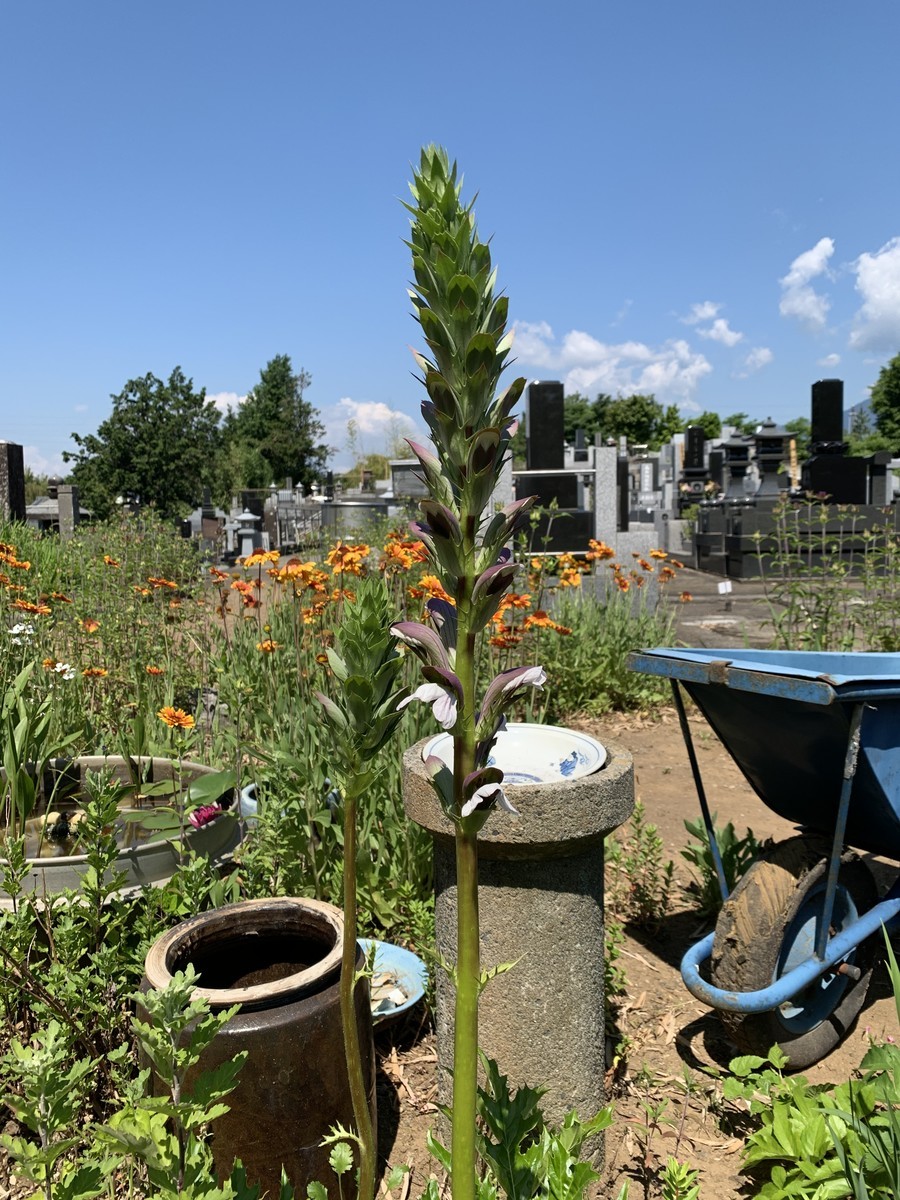 f:id:dohgen:20200529111127j:plain f:id:dohgen:20200529111127j:plain