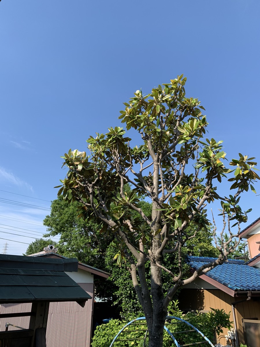 f:id:dohgen:20200530120535j:plain