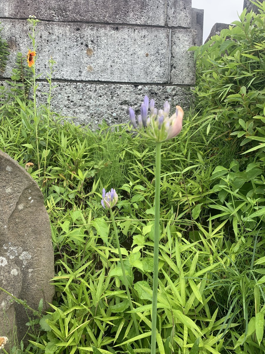 f:id:dohgen:20200602115024j:plain