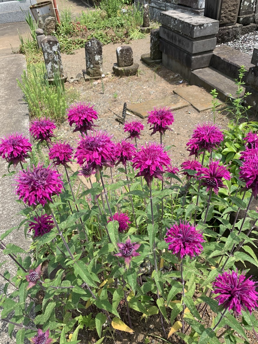 f:id:dohgen:20200607140612j:plain