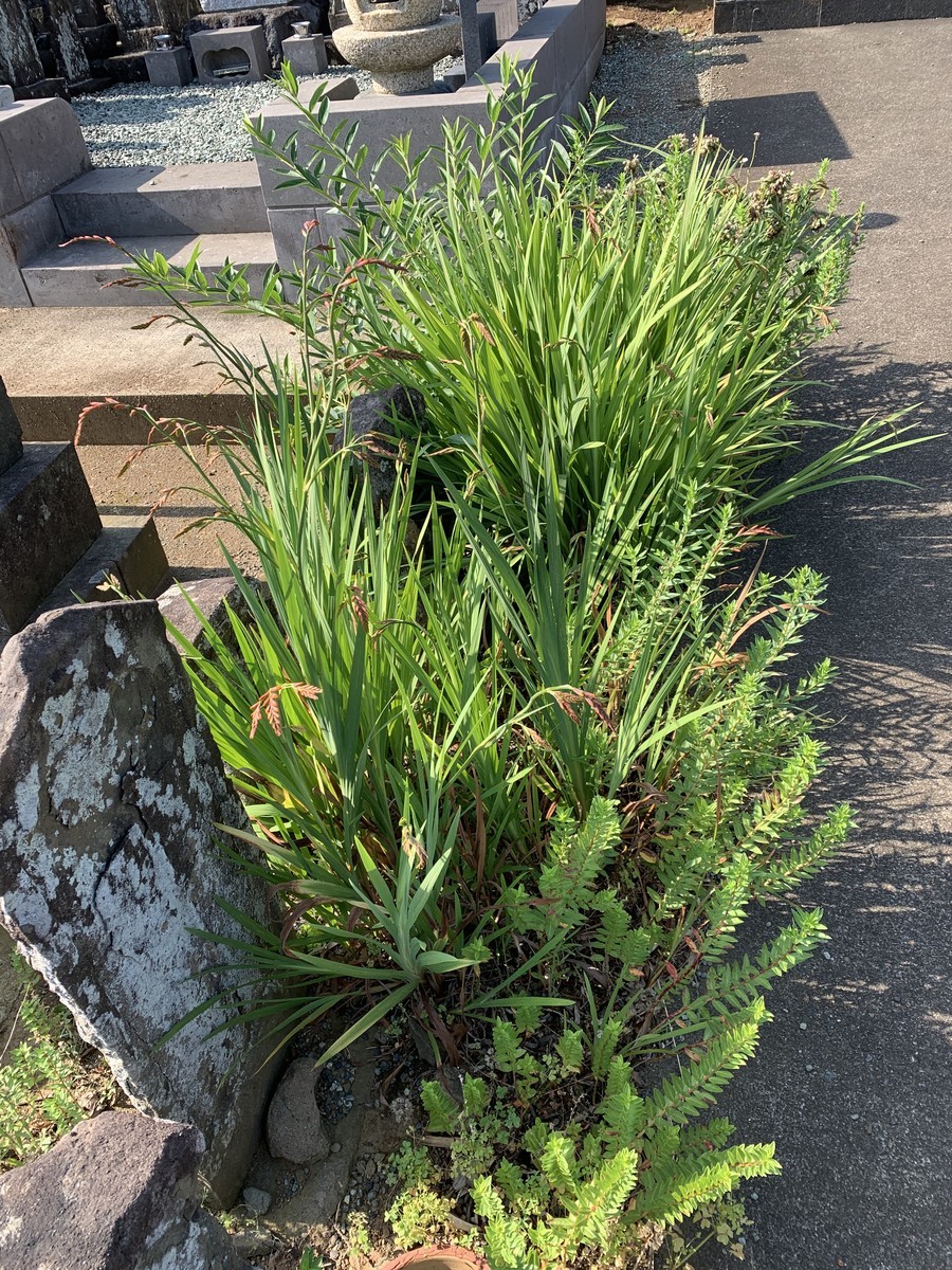 f:id:dohgen:20200617131425j:plain f:id:dohgen:20200617131425j:plain