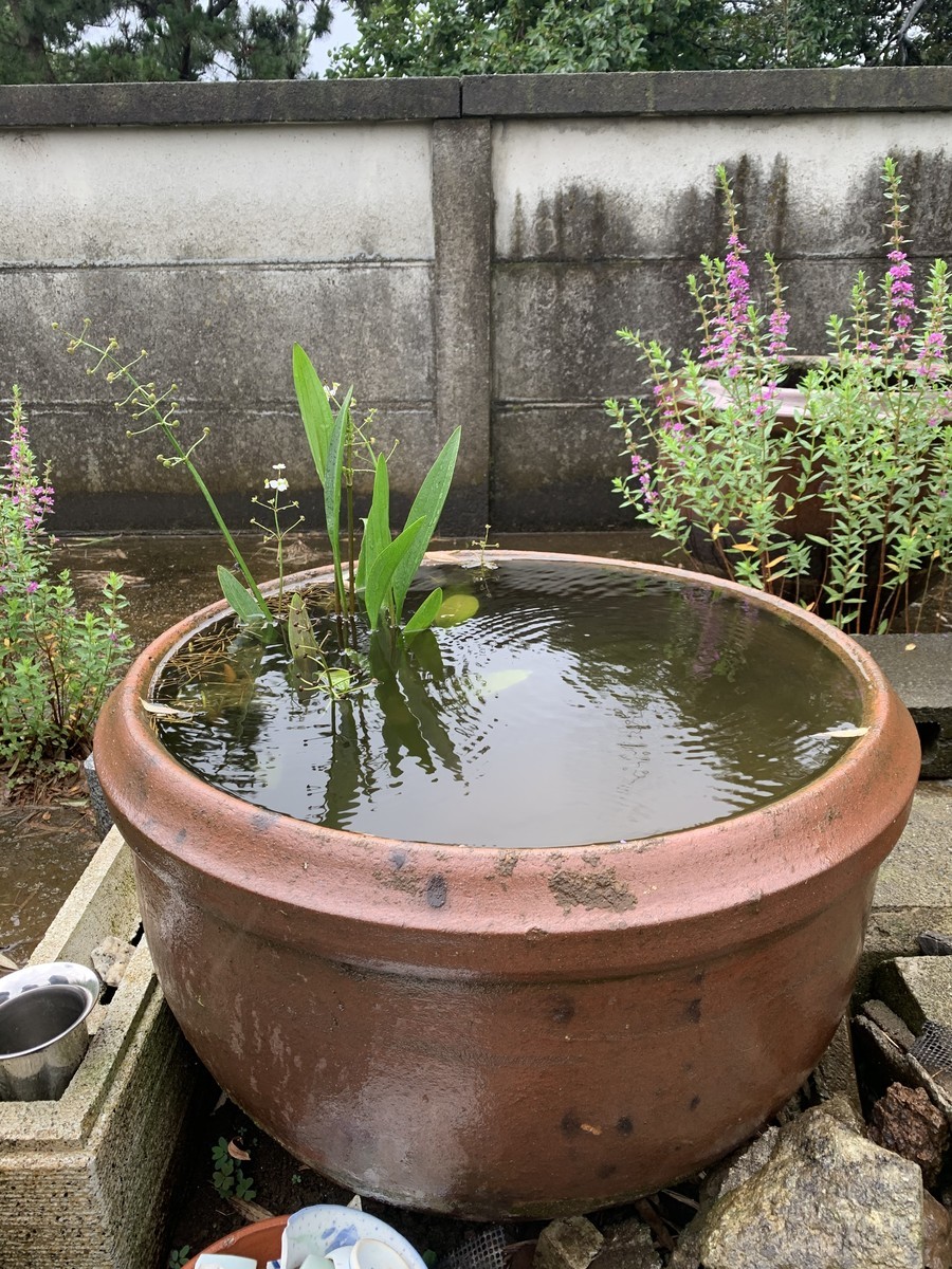 f:id:dohgen:20200710092817j:plain f:id:dohgen:20200710092817j:plain