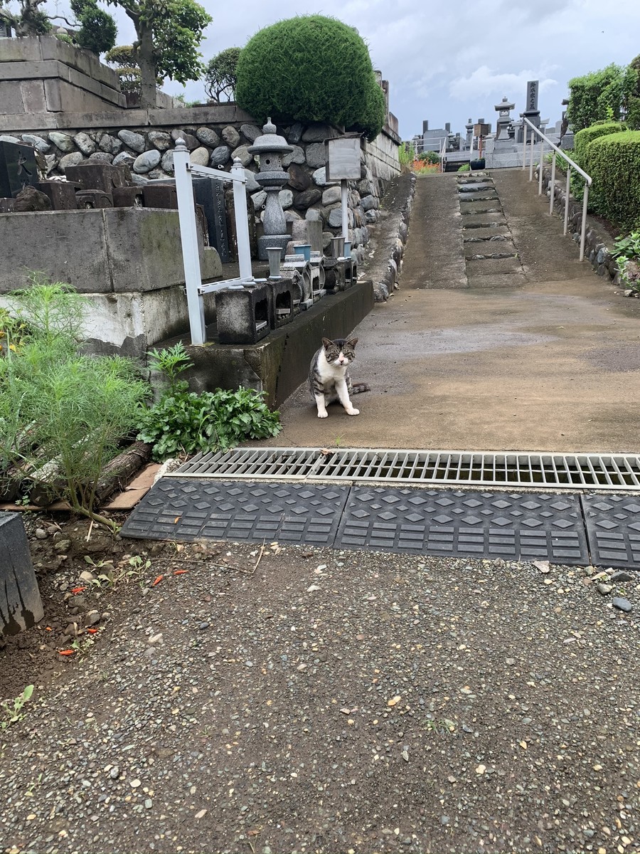 f:id:dohgen:20200711072936j:plain