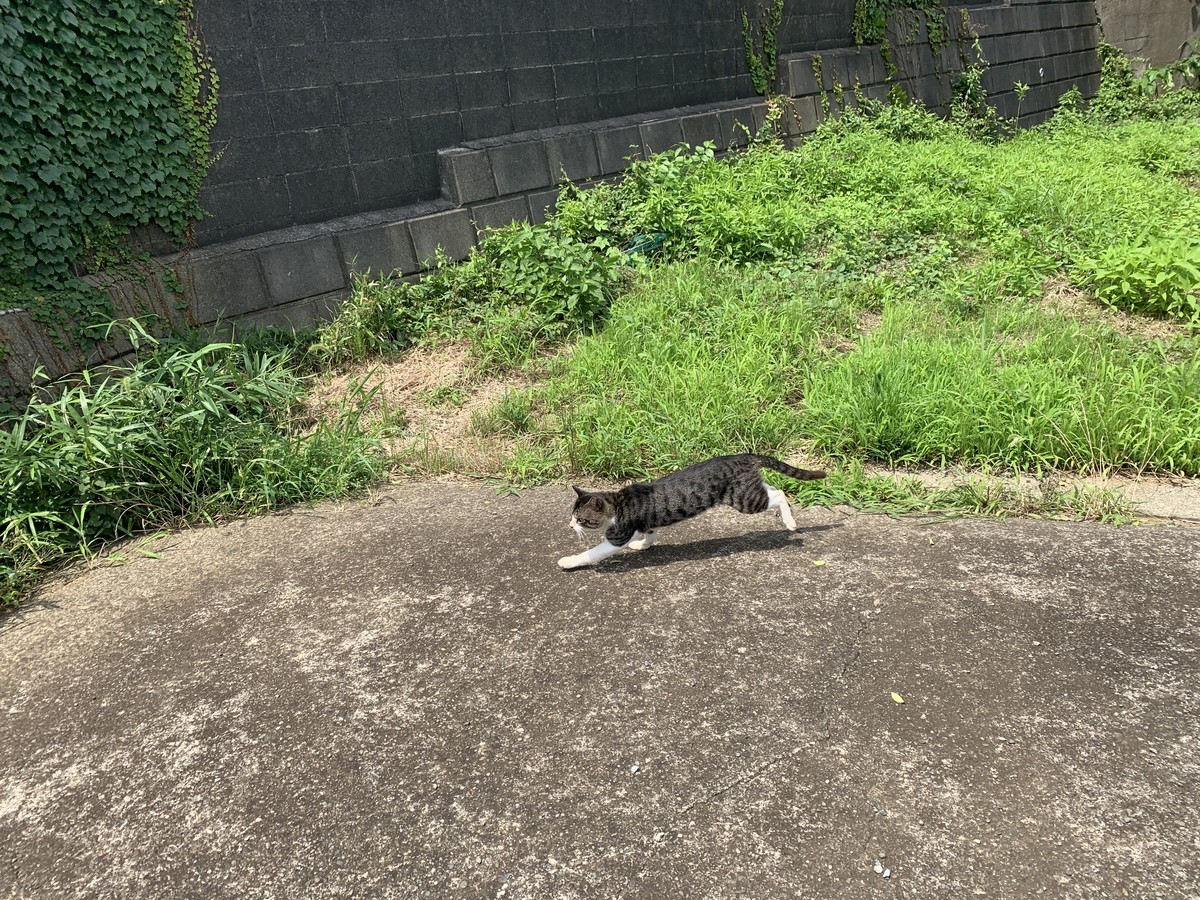f:id:dohgen:20200720165052j:plain