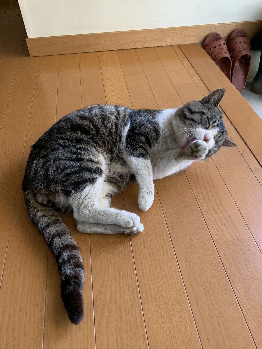 f:id:dohgen:20210218091526j:plain