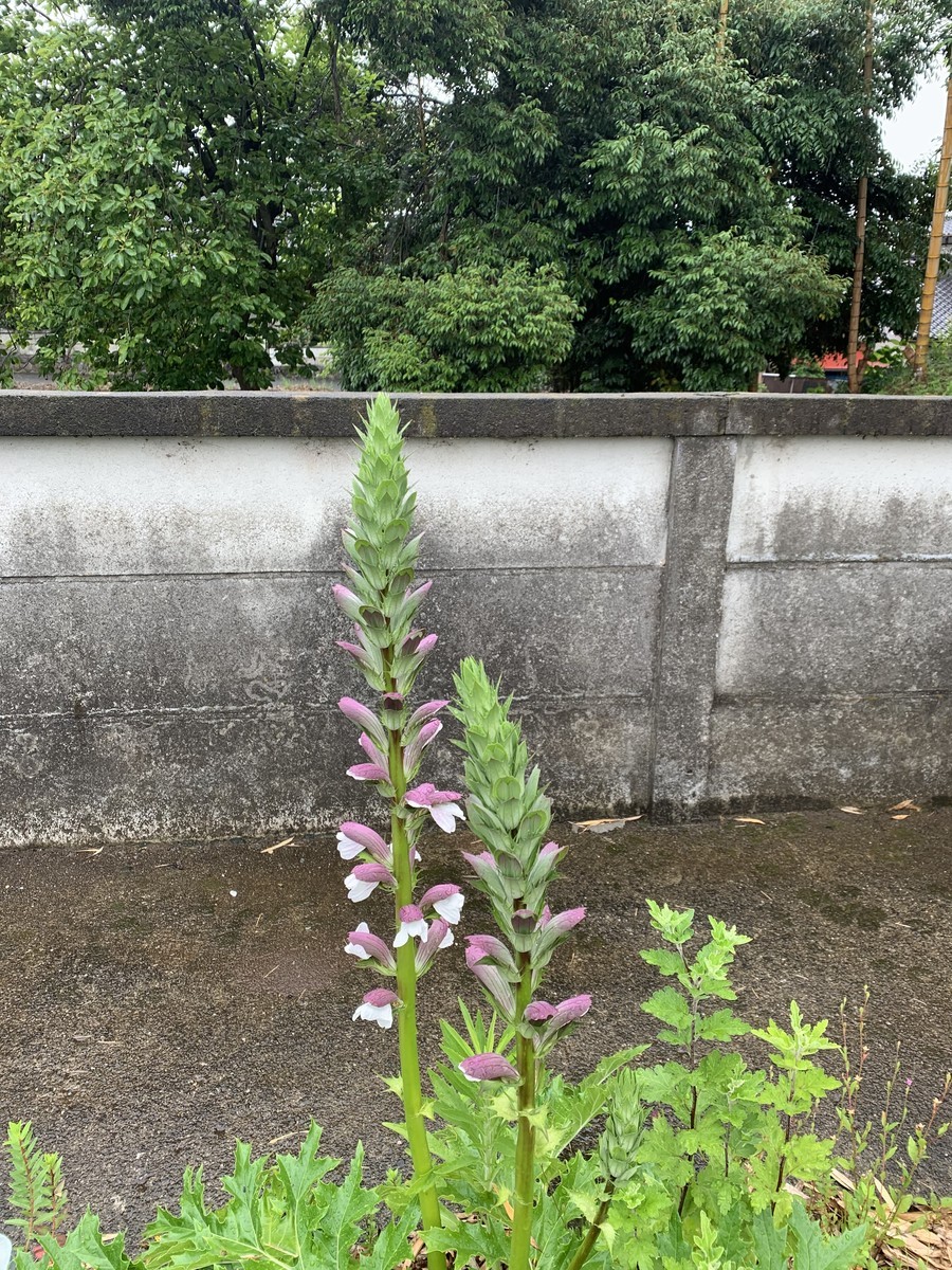 f:id:dohgen:20210527085525j:plain