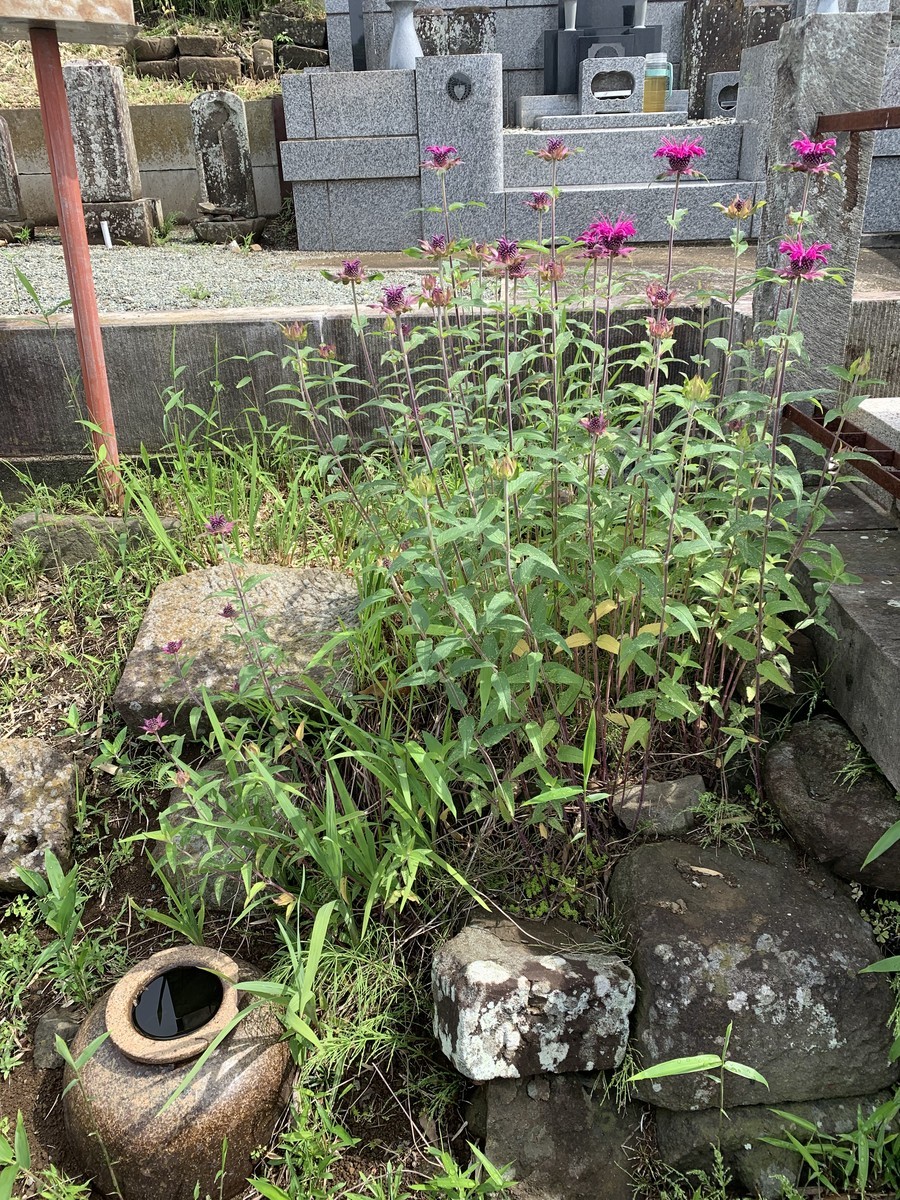 f:id:dohgen:20210528141641j:plain