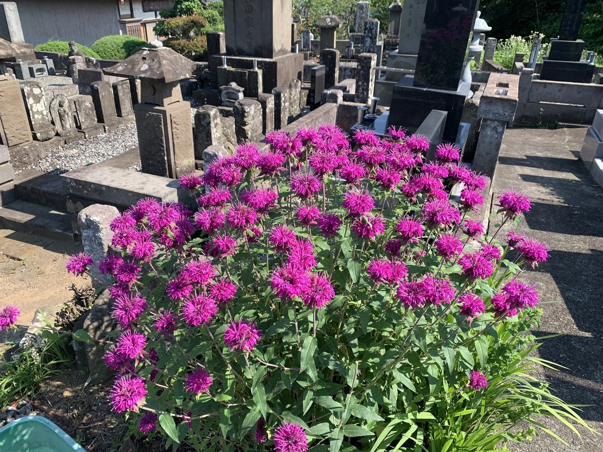 f:id:dohgen:20210611090551j:plain