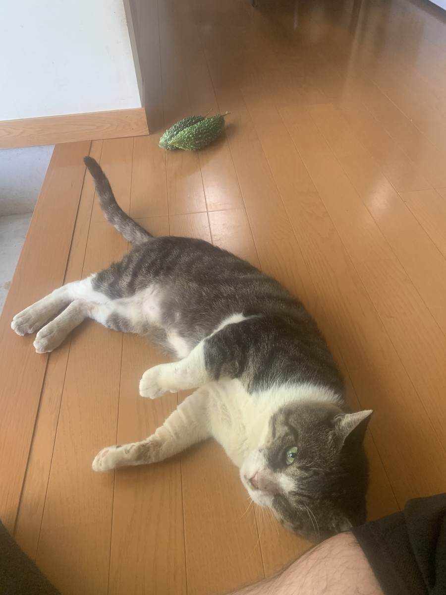 f:id:dohgen:20210927195512j:plain