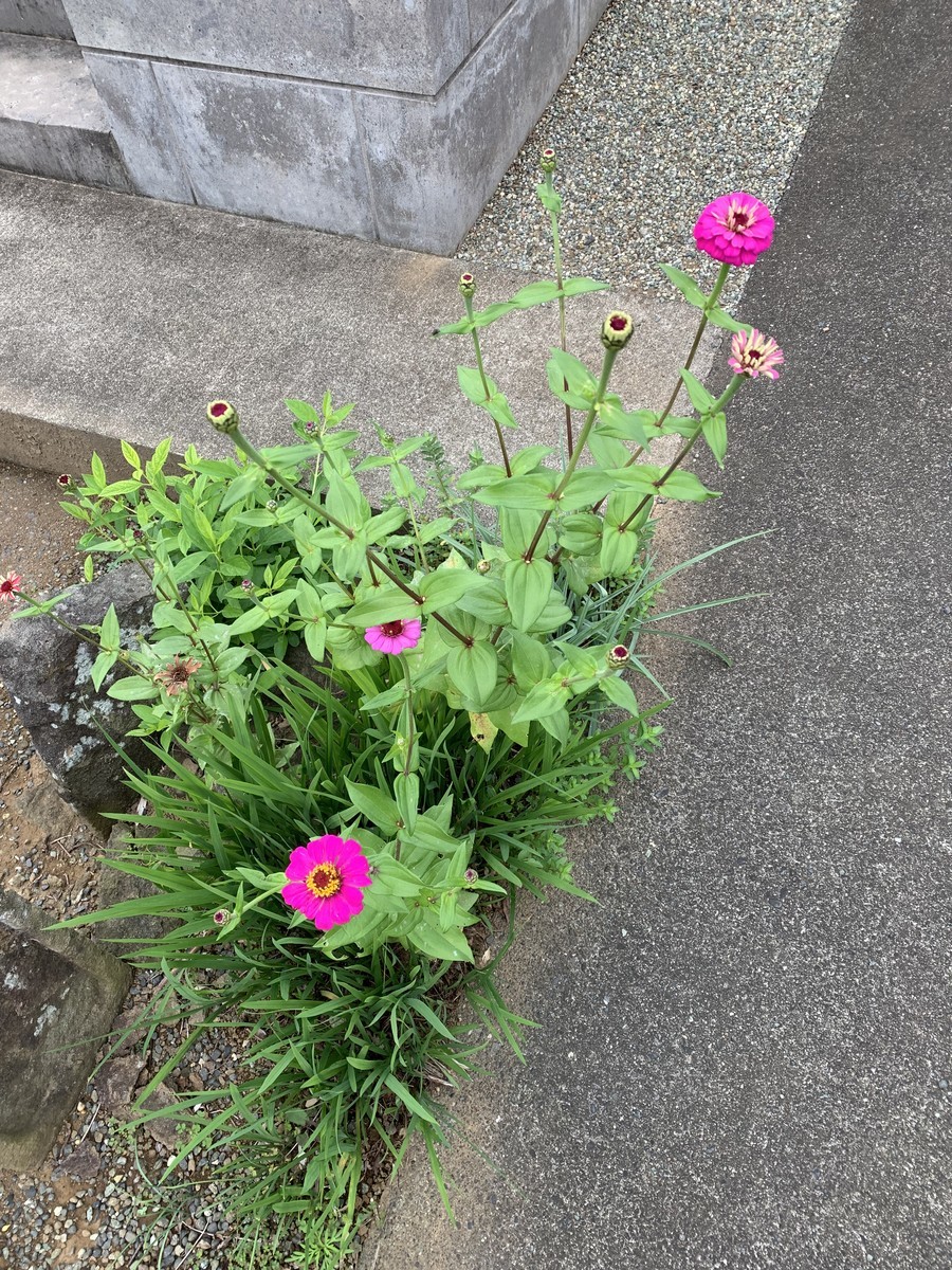 f:id:dohgen:20211012155651j:plain