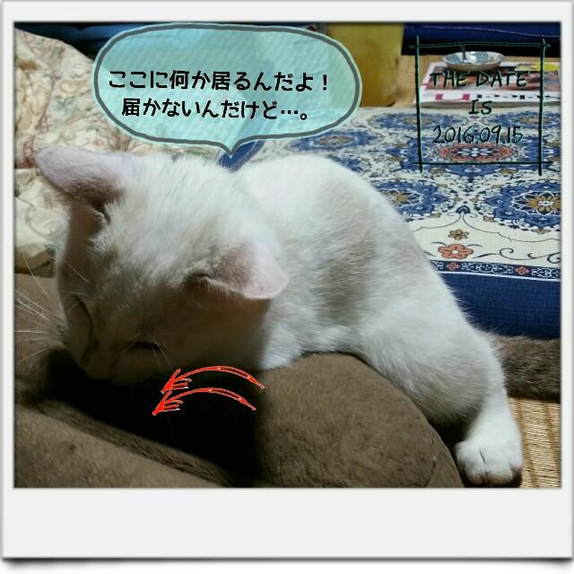 f:id:dohkeshi:20160915231656j:image f:id:dohkeshi:20160915231656j:image