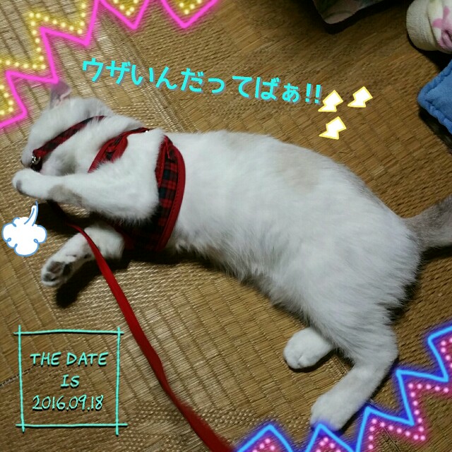 f:id:dohkeshi:20160918202416j:image f:id:dohkeshi:20160918202416j:image