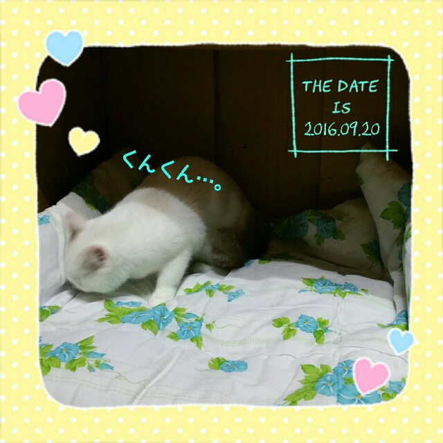 f:id:dohkeshi:20160923080851j:image f:id:dohkeshi:20160923080851j:image