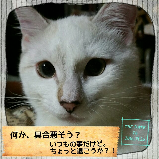 f:id:dohkeshi:20161003083955j:image f:id:dohkeshi:20161003083955j:image