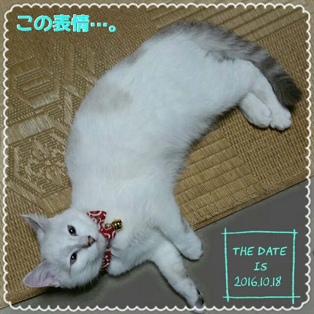 f:id:dohkeshi:20161018233114j:image