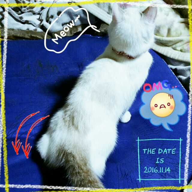 f:id:dohkeshi:20161115080706j:image