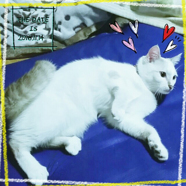 f:id:dohkeshi:20161115080750j:image