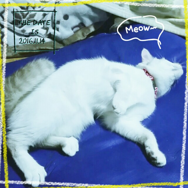 f:id:dohkeshi:20161115080818j:image