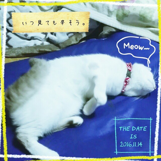 f:id:dohkeshi:20161115080836j:image