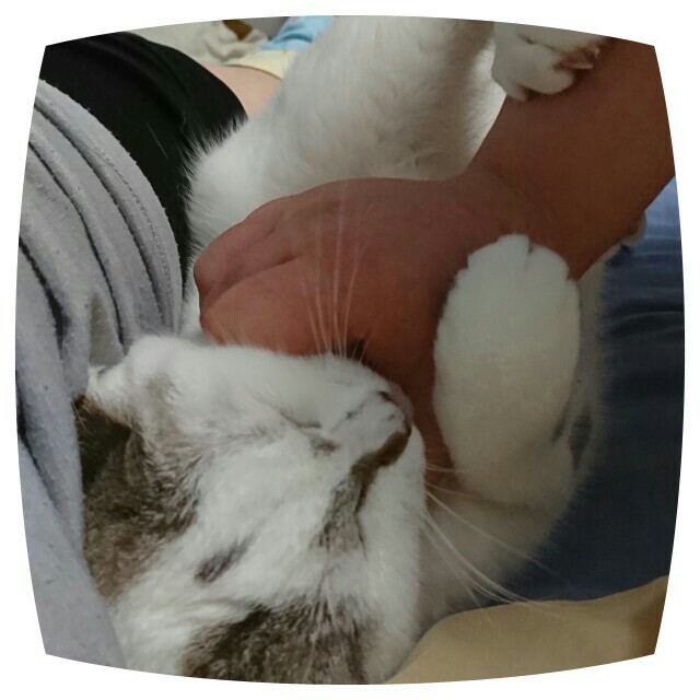 f:id:dohkeshi:20200906220710j:image