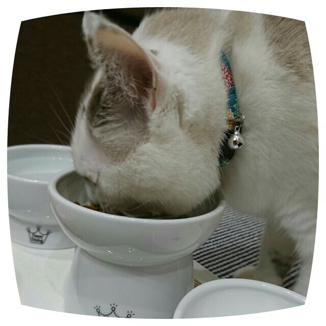 f:id:dohkeshi:20200906221249j:image