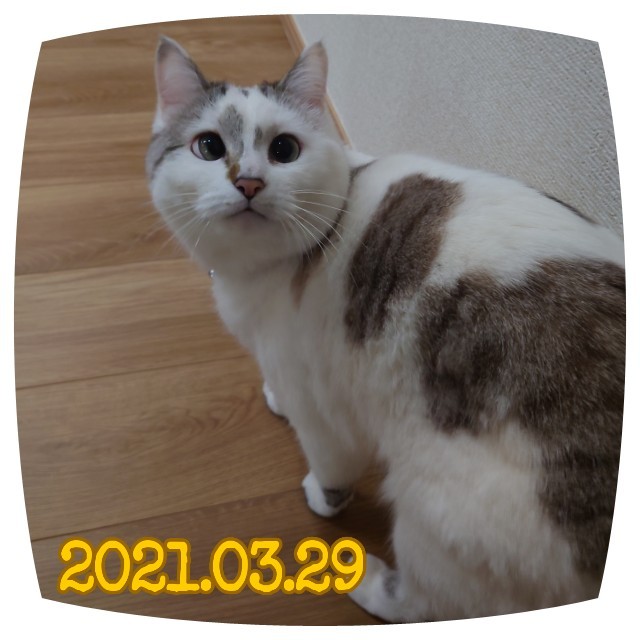 f:id:dohkeshi:20210329231056j:image