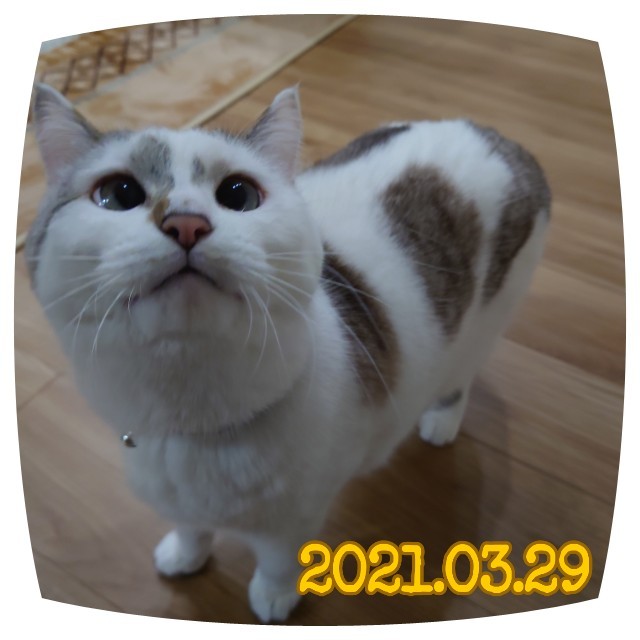 f:id:dohkeshi:20210330091012j:image