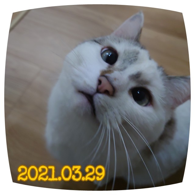 f:id:dohkeshi:20210330091424j:image