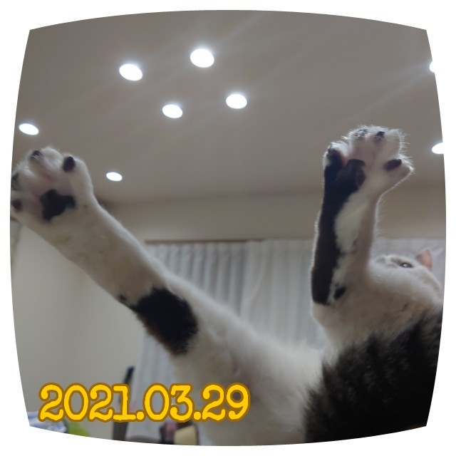 f:id:dohkeshi:20210330123240j:image