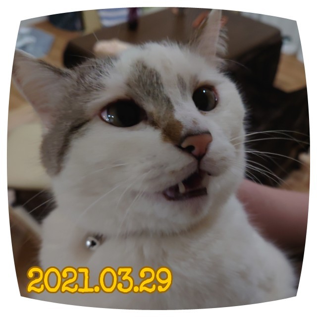 f:id:dohkeshi:20210330123613j:image