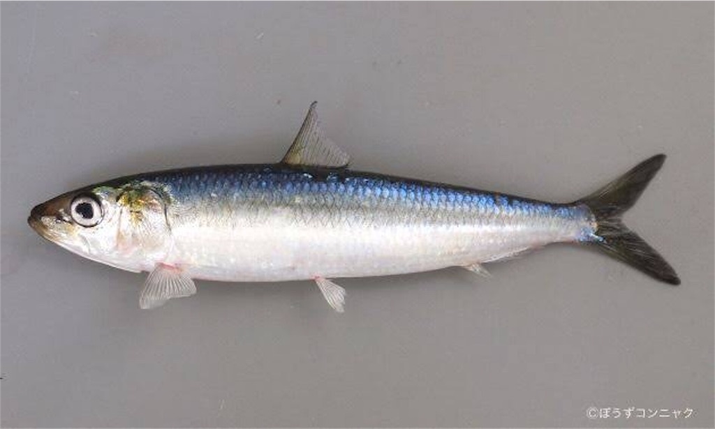 脱初心者 釣りの定番 初心者必見写真で魚当てクイズ 北海アングラー