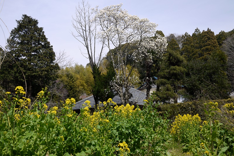 イメージ 7