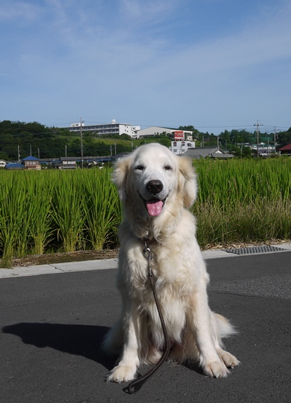 イメージ 7