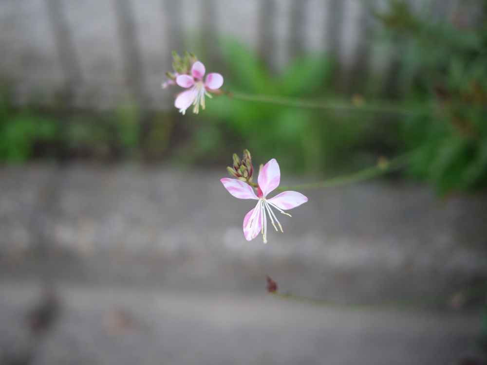 f:id:doinotouchan01:20191024212437j:plain