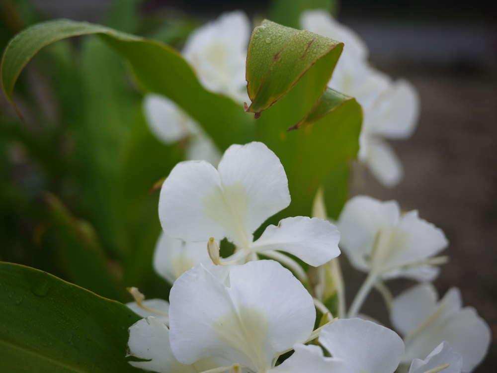 f:id:doinotouchan01:20191027092213j:plain
