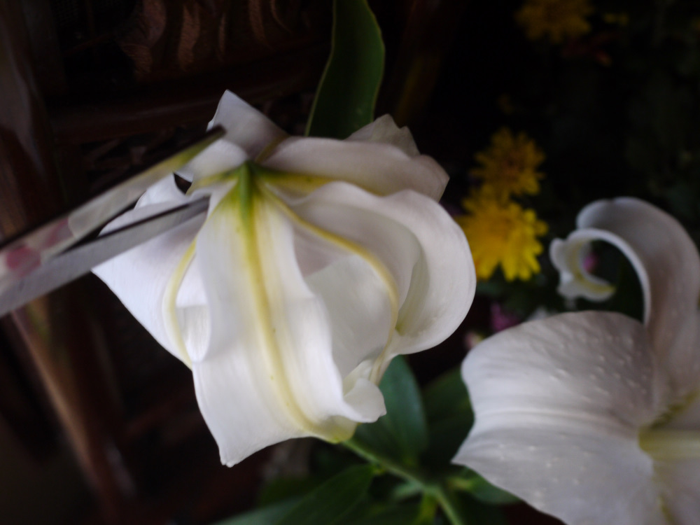 f:id:doinotouchan01:20191118204034j:plain