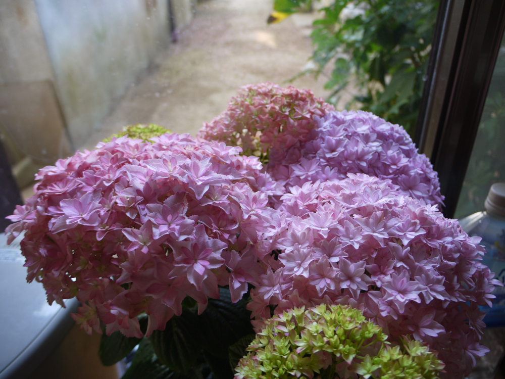 f:id:doinotouchan01:20200412205929j:plain